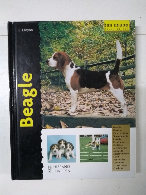 Beagle