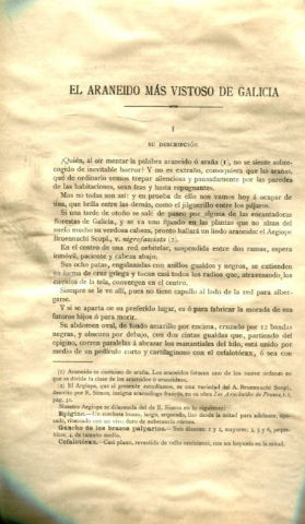 EL ARANEIDO MAS VISTOSO DE GALICIA.
