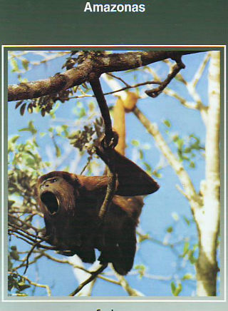 NATURALEZA Y VIDA ANIMAL. AMAZONAS (TOMO I).